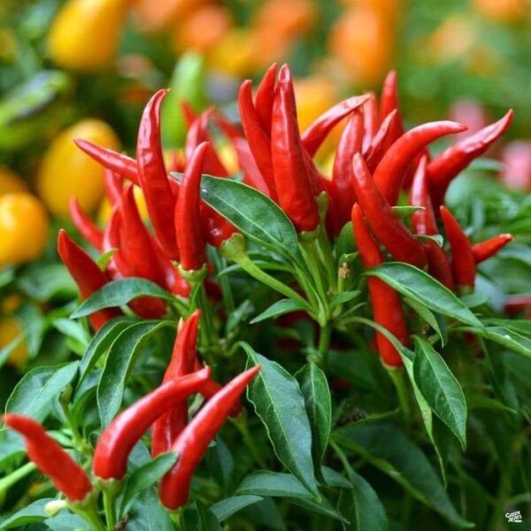 لال مرچ (Red Chili Plant)
