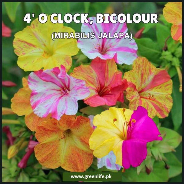 4 O’ Clock – Mirabilis Jalapa ,Bicolour Seeds گلِ عباسی