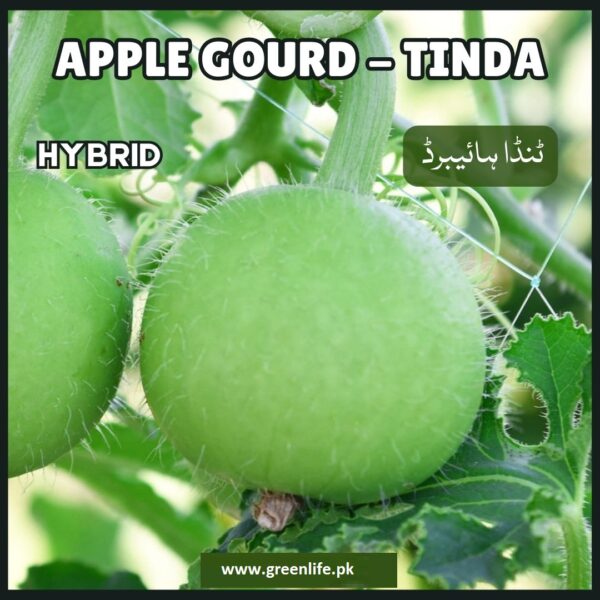 Apple Gourd – TINDA Seeds , Hybrid