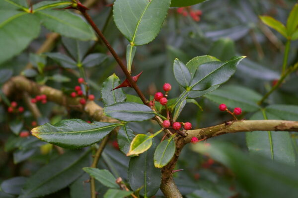 Zanthoxylum Armatum