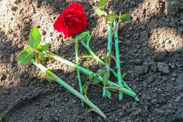 Rose Flower Cutting