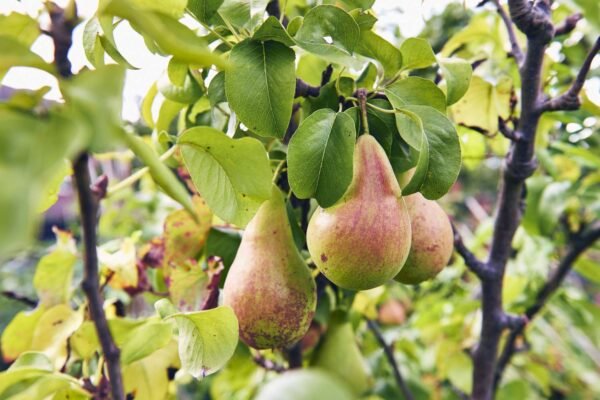 ناشپاتی (Pear Plant) - Image 2