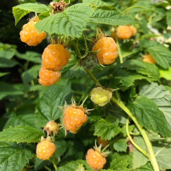 Yellow Raspberry Plant (یلو رسبری)