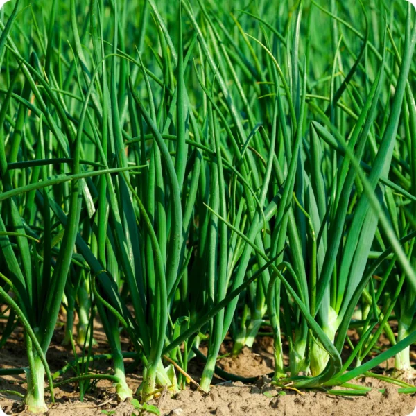 پیاز (Onion Plant) - Image 3