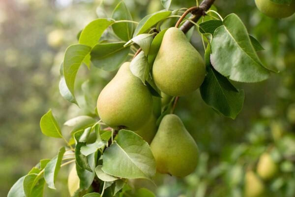 ناشپاتی (Pear Plant)
