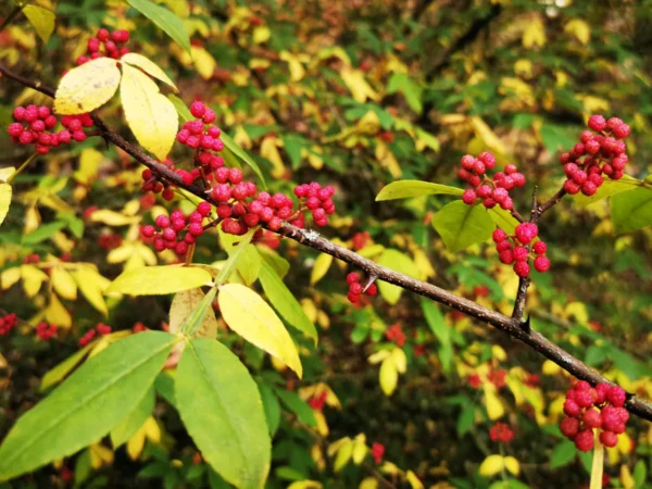Zanthoxylum Armatum - Image 2
