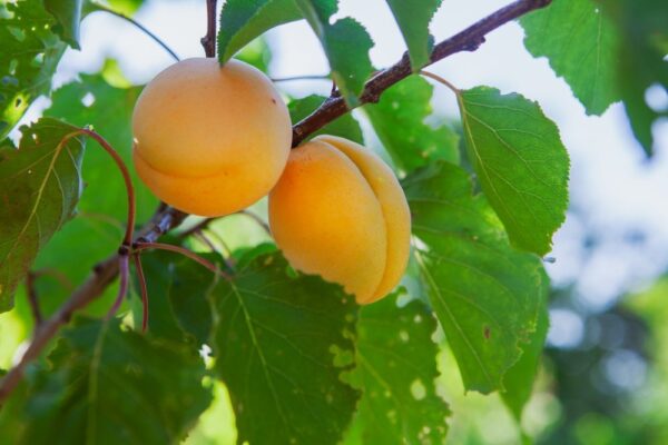 Apricot Plant (خوبانی) - Image 3