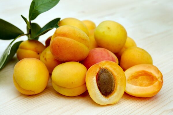 Apricot Plant (خوبانی)