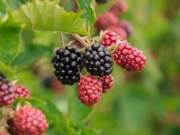 Blackberry Plant (بلیک بیری) - Image 2
