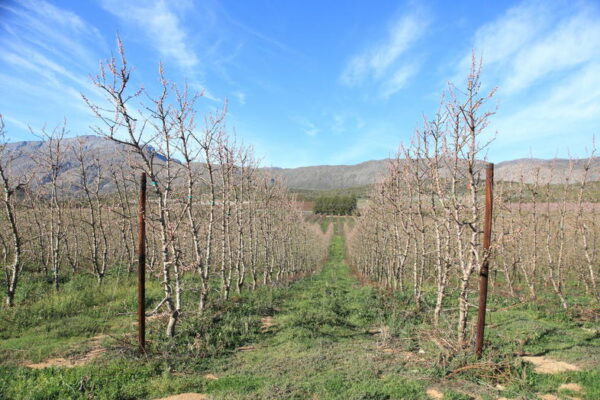 Peach Fruit Plants Farming