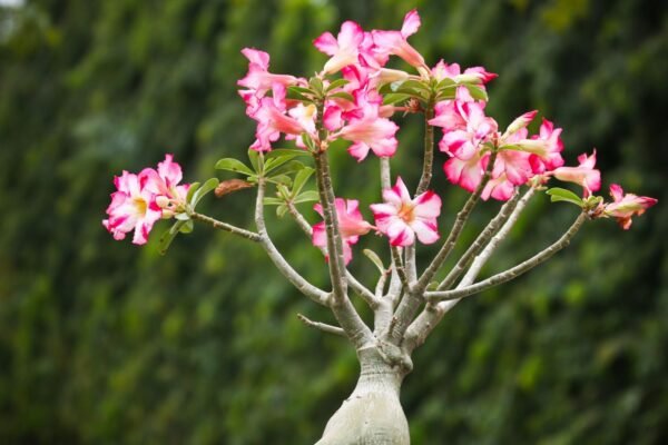 ADENIUM (Desert Rose) - Image 2