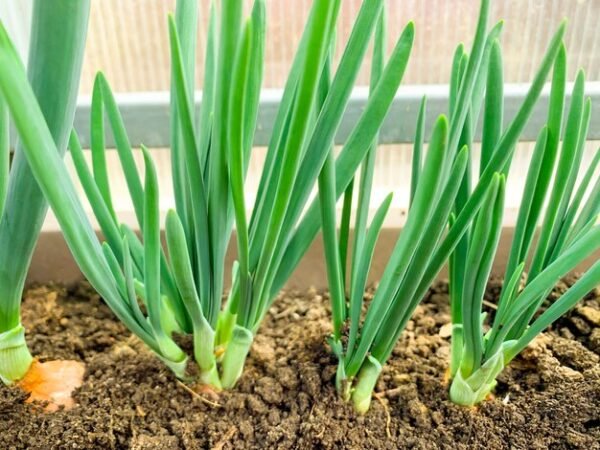 پیاز (Onion Plant)