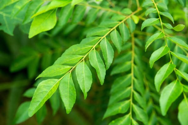 نیم (Neem Tree) - Image 2