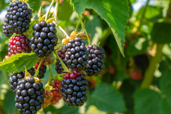 Blackberry Plant (بلیک بیری)