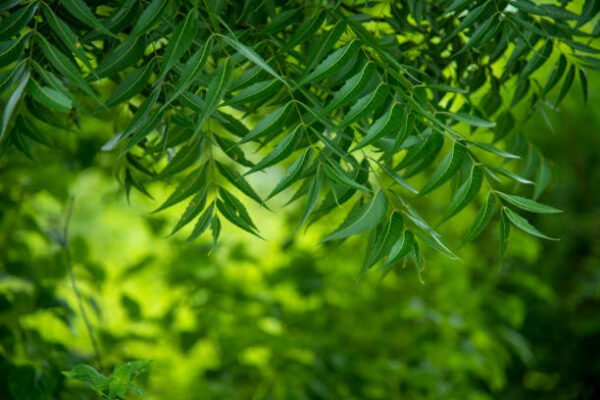 نیم (Neem Tree)