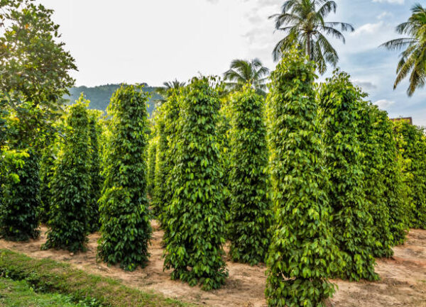 Black Pepper Plant Farming