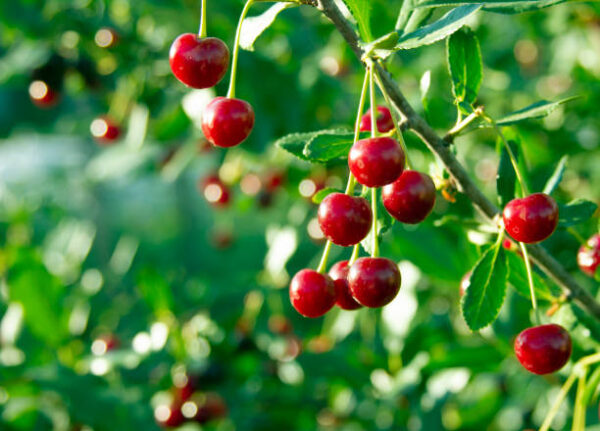 چیری (Cherry Plant) - Image 2