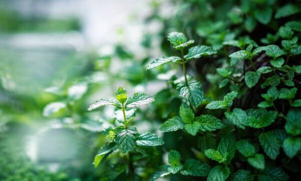 چائنیز پودینہ (Chinese Mint Plant) - Image 2