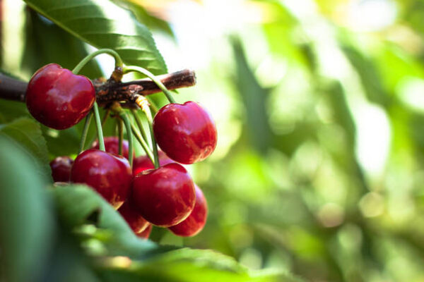 چیری (Cherry Plant)