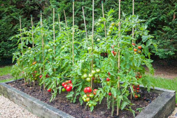 Tomato Plants Small Farming