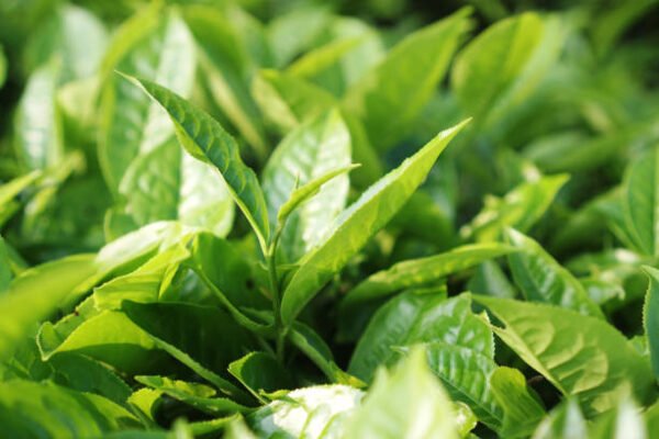مانو گرین ٹی (Green Tea Plant) - Image 2