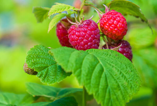 Pink Raspberry Plant (پنک رسبری) - Image 2