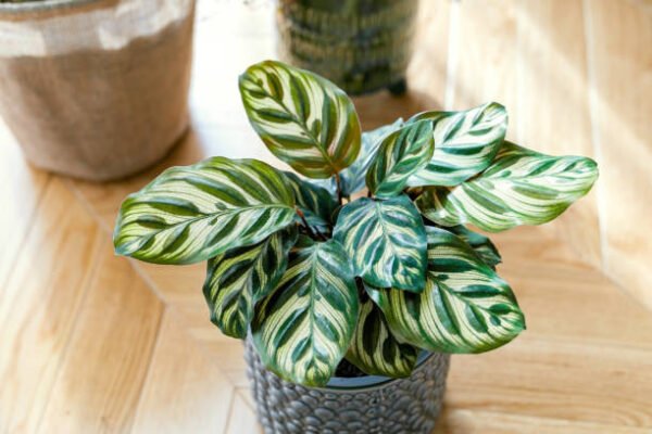 Imported Callathia Plant