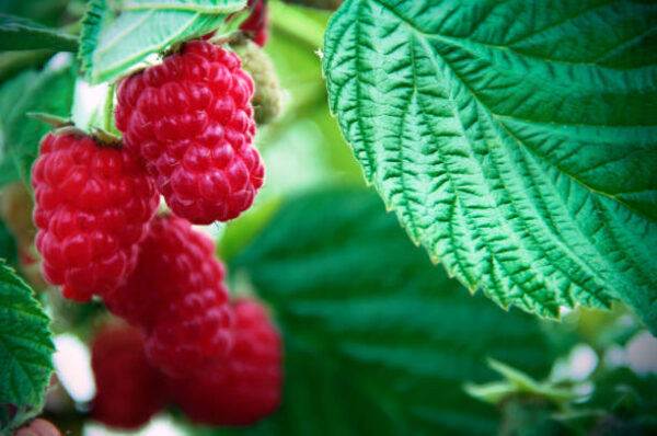 Pink Raspberry Plant (پنک رسبری) - Image 3