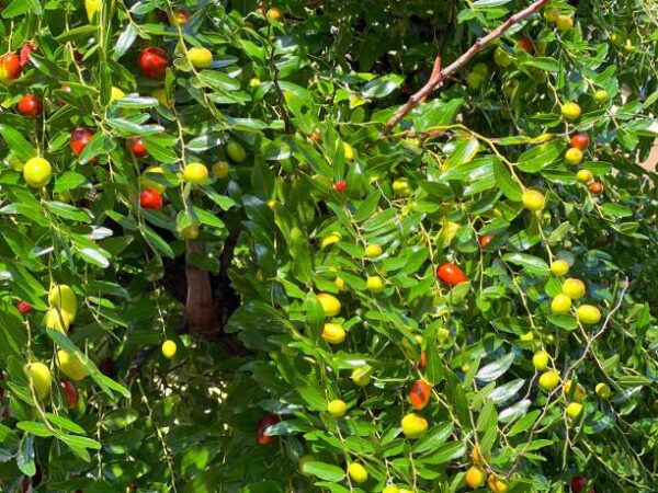 جوجوب (Jujube Plant) - Image 3
