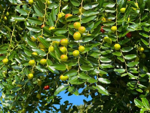 جوجوب (Jujube Plant) - Image 2