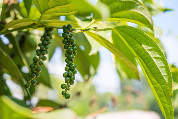 کالی مرچ (Black Pepper Plant)