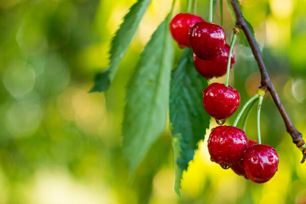 چیری (Cherry Plant) - Image 3