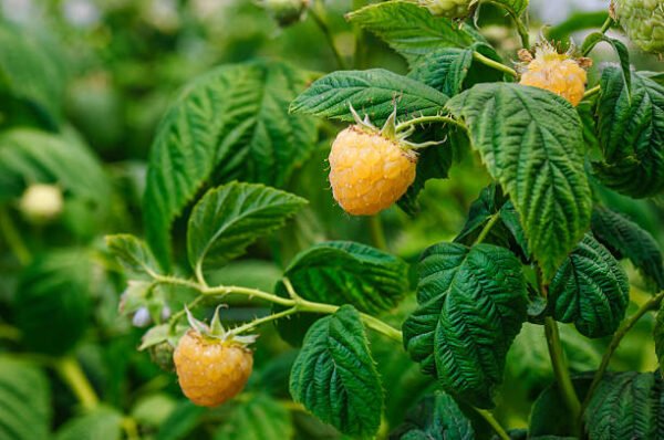 Yellow Raspberry Plant (یلو رسبری) - Image 3