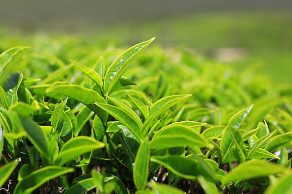 مانو گرین ٹی (Green Tea Plant)