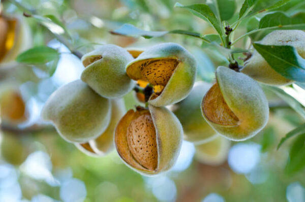 بادام (Almond Plant)