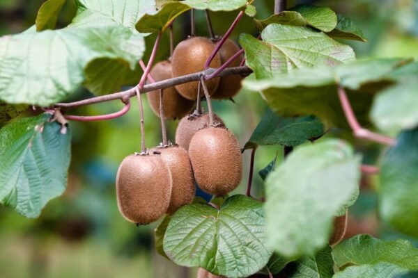 کیوی (Kiwi Plant) - Image 2