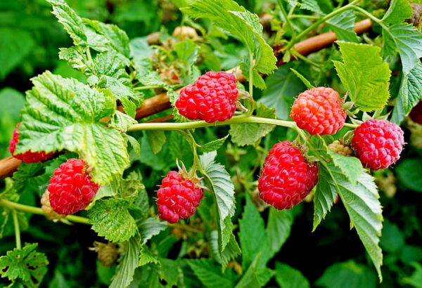 Raspberry Red Plant (ریڈ راسبیری)