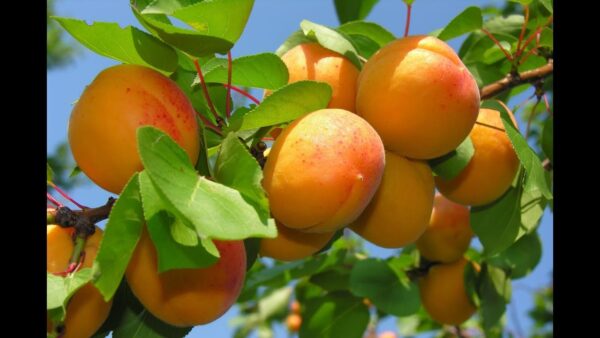 Apricot Plant (خوبانی) - Image 2