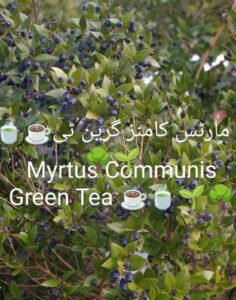 Myrtus Communis Green Tea plant