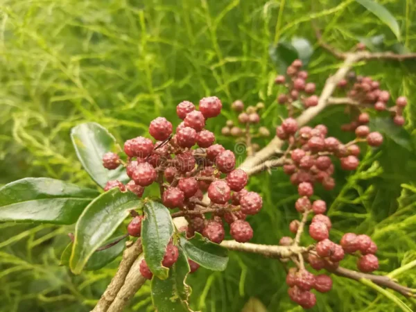 Zanthoxylum Armatum - Image 3