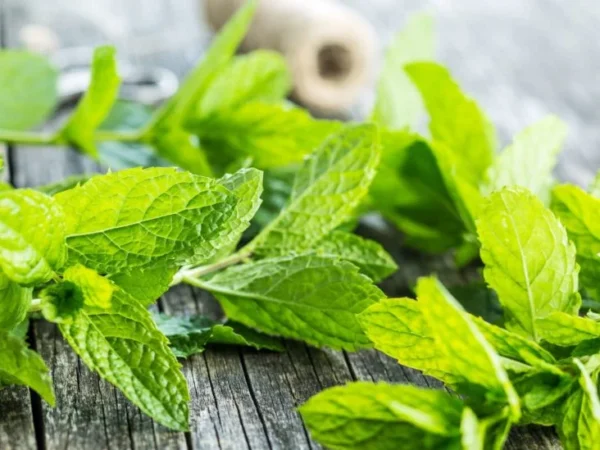 پودینہ (Mint Plant)