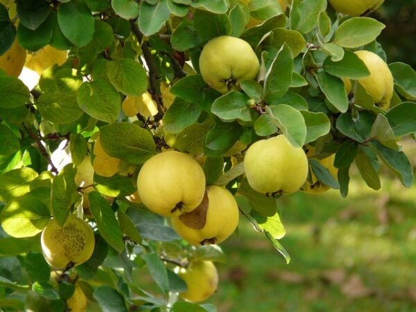 سفرجل (Quince Plant)