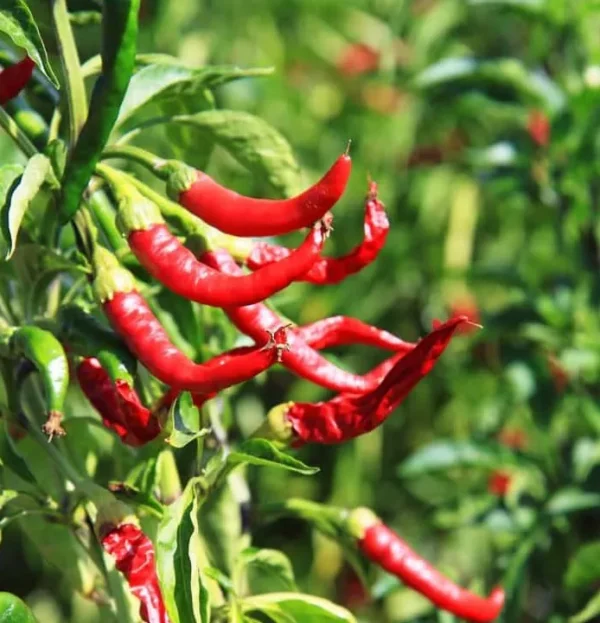 لال مرچ (Red Chili Plant) - Image 2