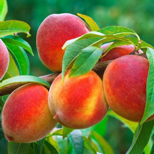 آڑو (Peach) - Image 3