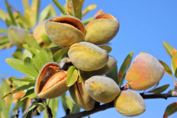 بادام (Almond Plant) - Image 2