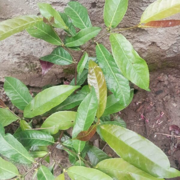 Flowering Plant 21