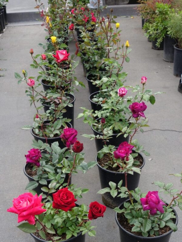 Different Roses Types - Image 9