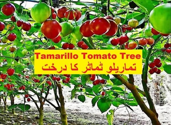 Tomato Tree Farming (ٹماٹر کا درخت)