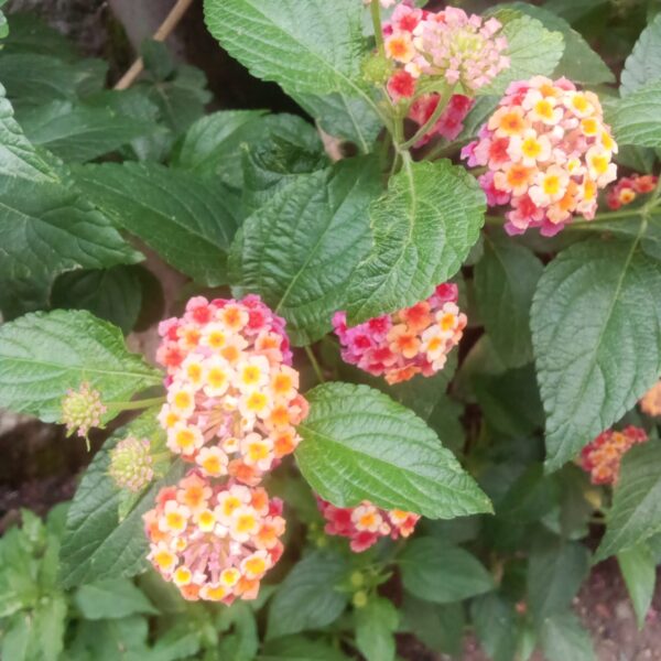 Flowering Plant 19