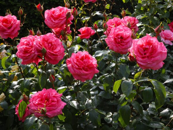 Different Roses Types - Image 2